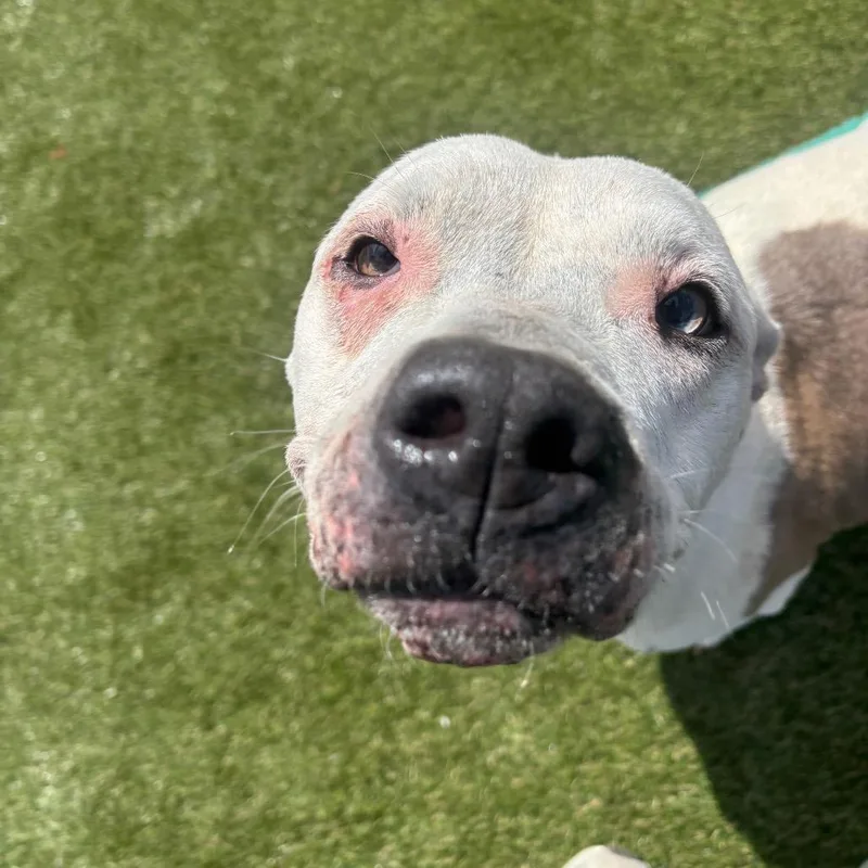 An adult medium-sized female White / Cream Mixed Breed dog named Harriet for adoption in Philadelphia, PA