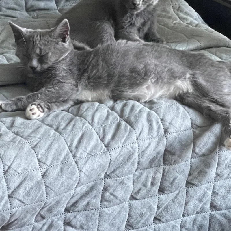 A baby small-sized female Gray / Blue / Silver Domestic Short Hair cat named Meg White for adoption in Durham, NC