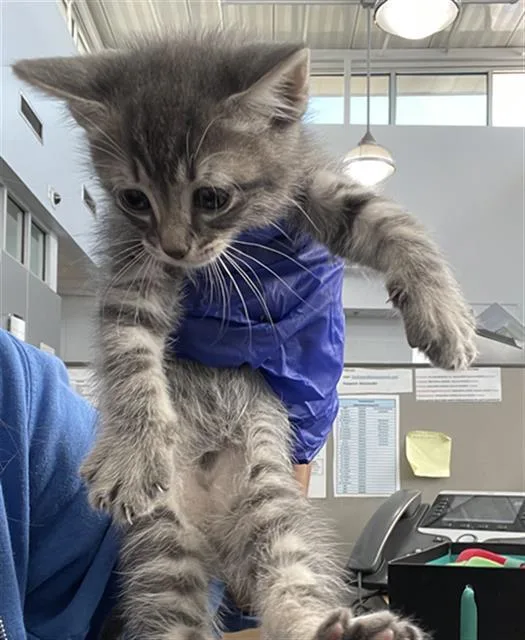 A baby medium-sized male Domestic Short Hair cat named Zee for adoption in Dallas, TX
