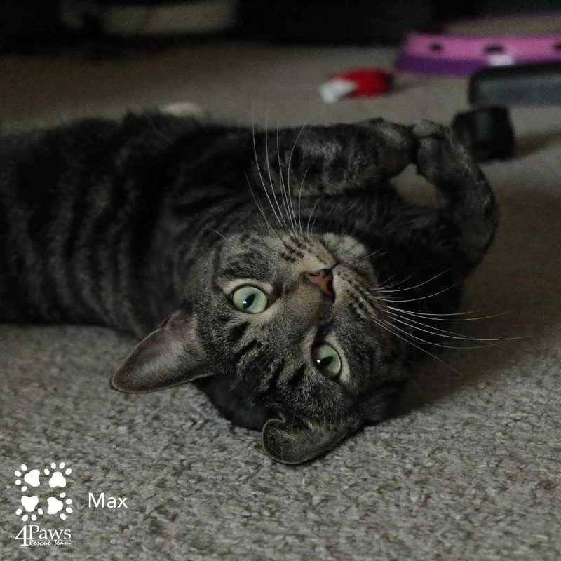 An adult large-sized male Brown / Chocolate Domestic Short Hair cat named Max King for adoption in Merrifield, VA