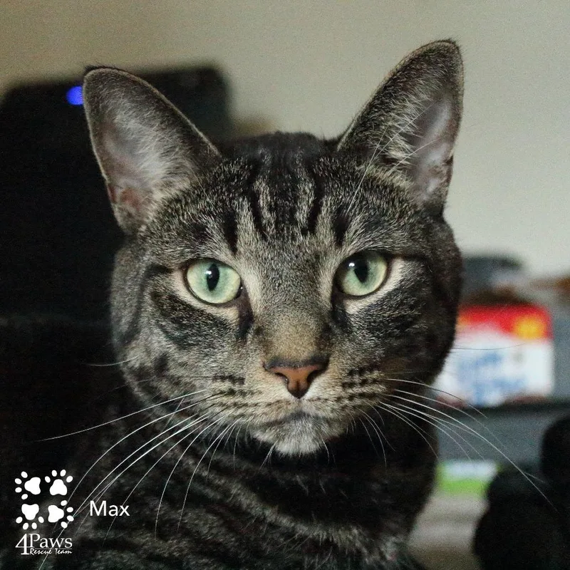 Max King thumbnail 4