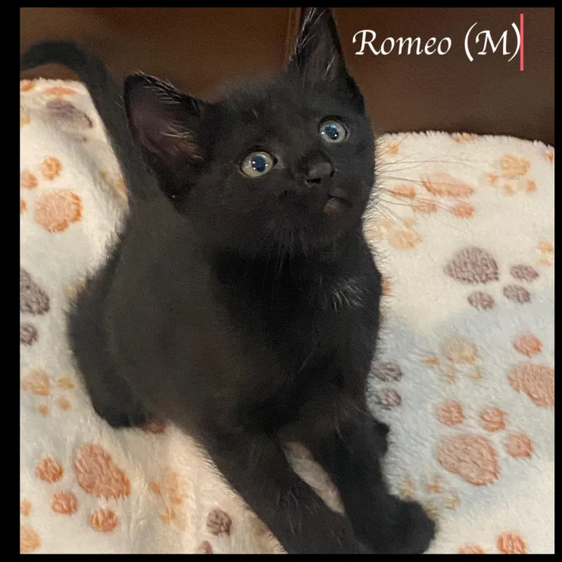 Romeo