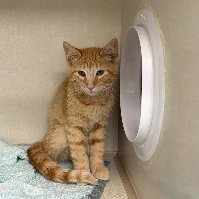 A baby small-sized male Orange / Red Domestic Short Hair cat named Largo for adoption in Mentor, OH