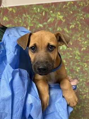 A young small-sized male Shepherd dog named Warren for adoption in San Antonio, TX