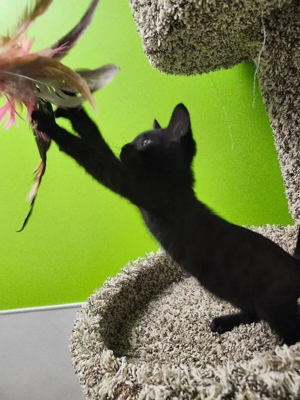 Hops thumbnail 2