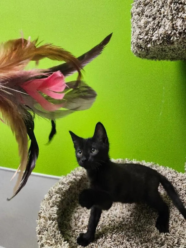 Hops thumbnail 3