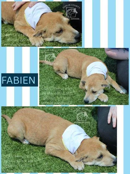 A baby medium-sized male American Staffordshire Terrier dog named Fabien for adoption in Kenansville, NC