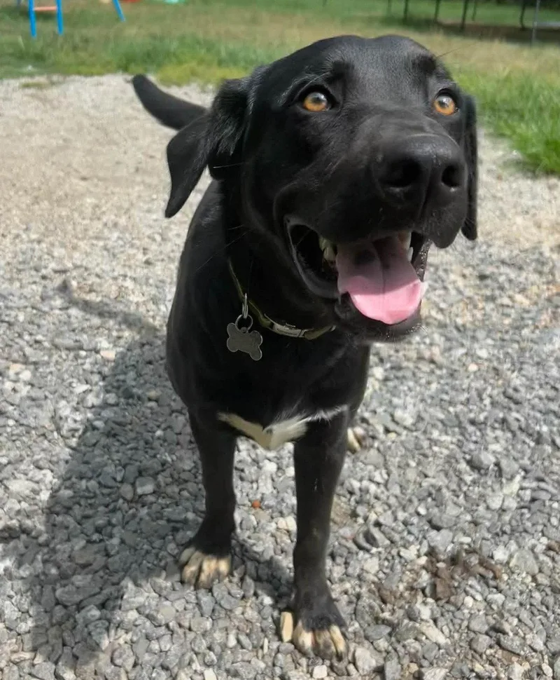 A baby medium-sized male Shepherd dog named Theo for adoption in Holly Springs, NC
