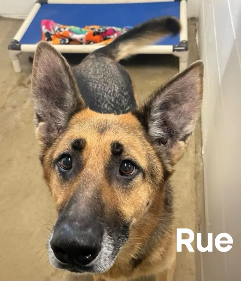 A senior medium-sized female German Shepherd Dog dog named Rue for adoption in Quincy, MI