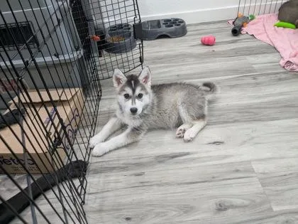 A baby large-sized female White / Cream Siberian Husky dog named Shamrock for adoption in Sacramento, CA