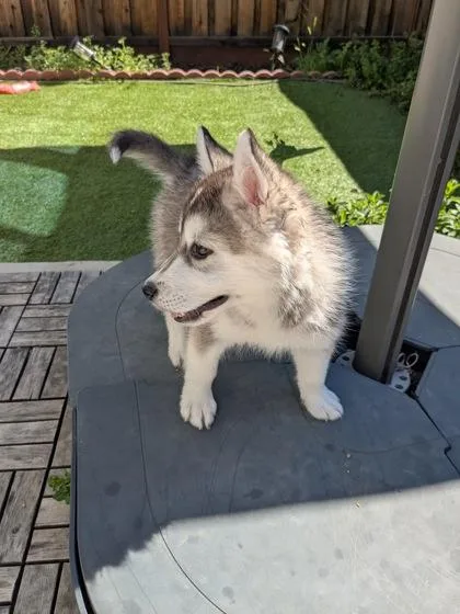 Shamrock thumbnail 2