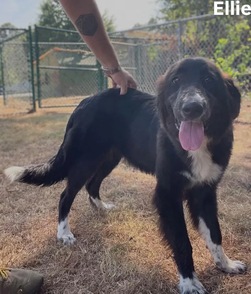 A baby medium-sized female Collie dog named Ellie for adoption in Little Rock, AR