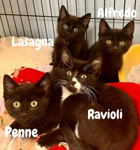 A baby small-sized male Black Domestic Short Hair cat named Alfredo for adoption in Webster, WI