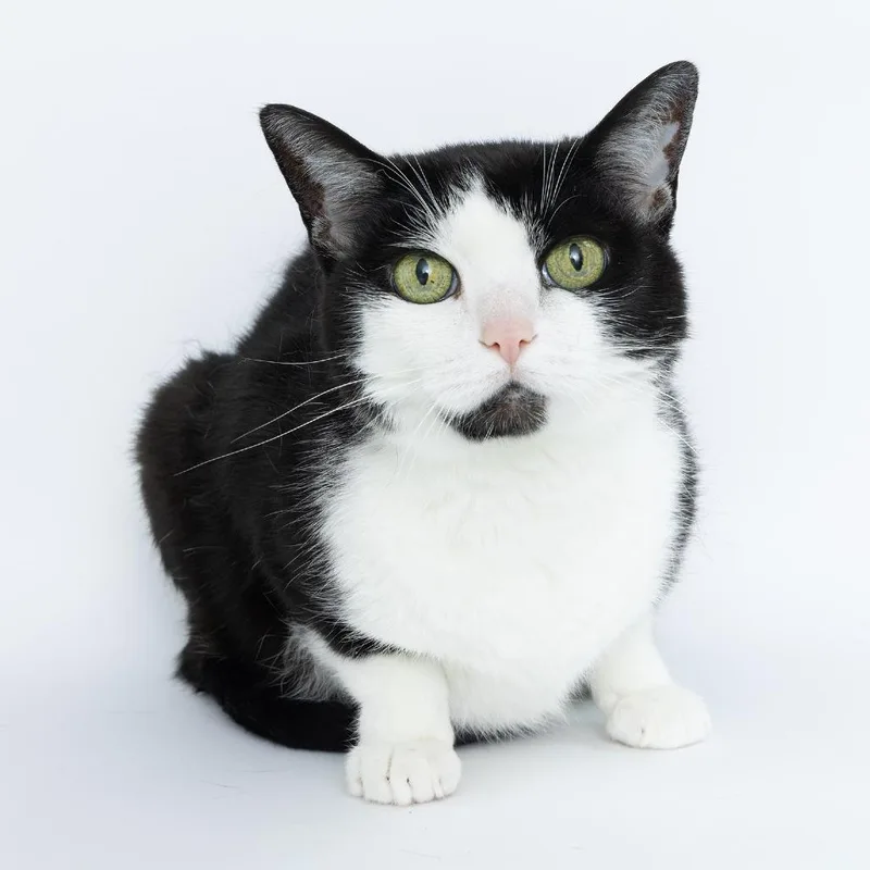 A senior large-sized female Domestic Short Hair cat named Faith for adoption in Franklin, TN