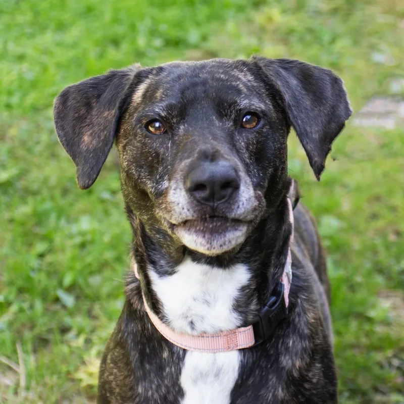 An adult medium-sized female Pit Bull Terrier dog named Mango for adoption in Middletown, RI