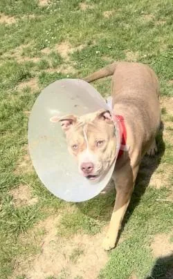 An adult medium-sized male Mixed Breed dog named Rocky for adoption in West Chester, PA