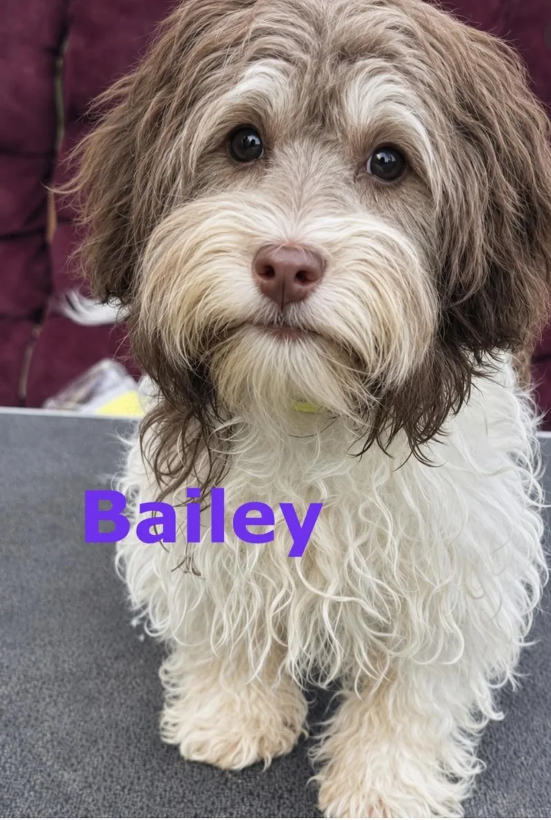 Bailey thumbnail 2