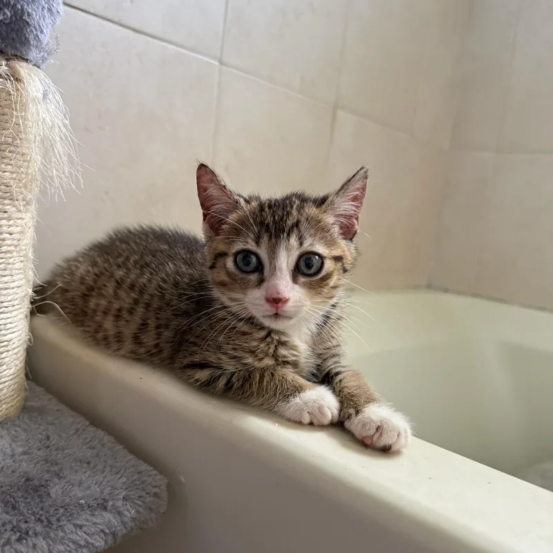 Gizmo & Greta Bonded thumbnail 2