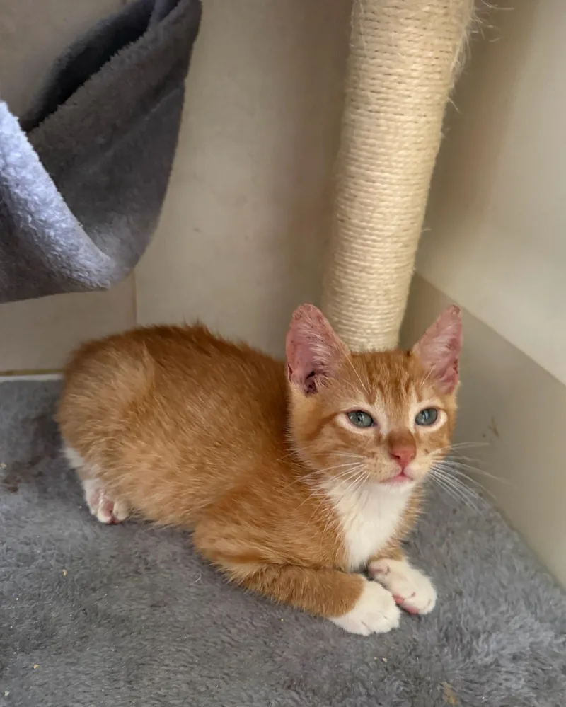 Gizmo & Greta Bonded thumbnail 3