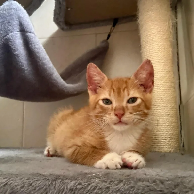 A baby small-sized female Orange & White Domestic Short Hair cat named Gizmo & Greta Bonded for adoption in Boca Raton, FL