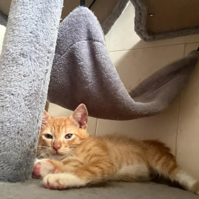 Gizmo & Greta Bonded thumbnail 4