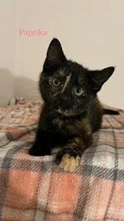 A baby medium-sized female Domestic Short Hair cat named Paprika for adoption in Spring Lake, NJ
