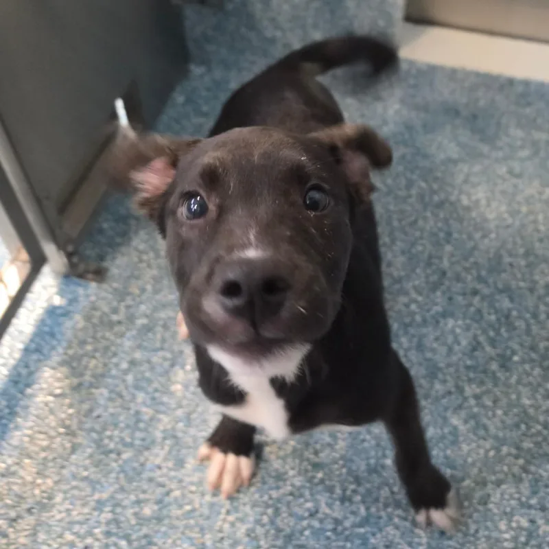 A baby small-sized male Black Mixed Breed dog named Washington for adoption in Greensboro, NC