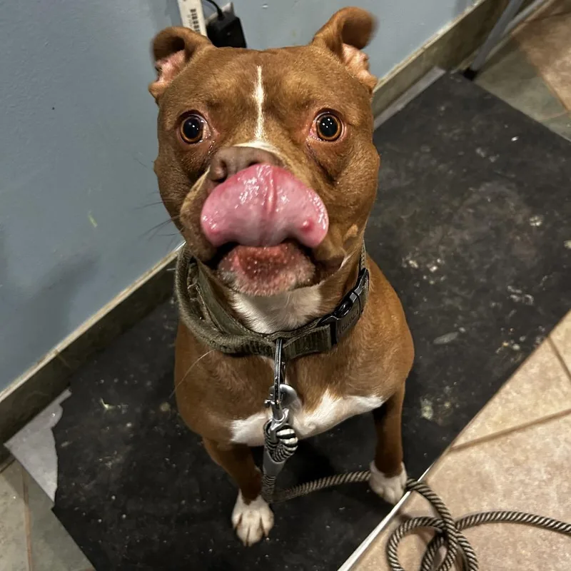 An adult medium-sized male Brown / Chocolate Mixed Breed dog named Carl Dean for adoption in Chattanooga, TN