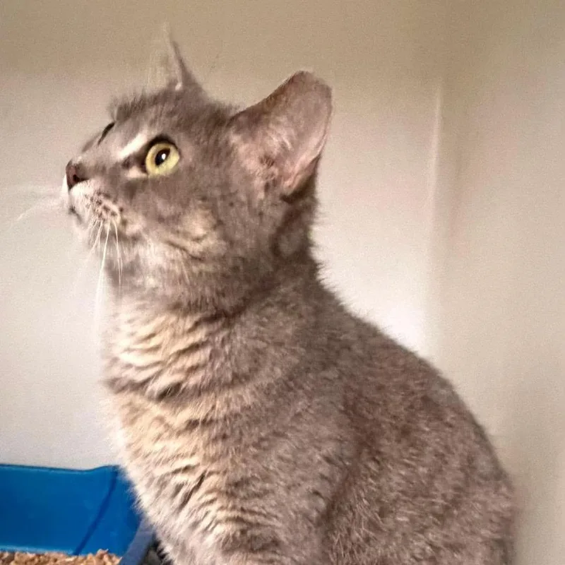 An adult medium-sized female Domestic Short Hair cat named Sally for adoption in Washington, DC