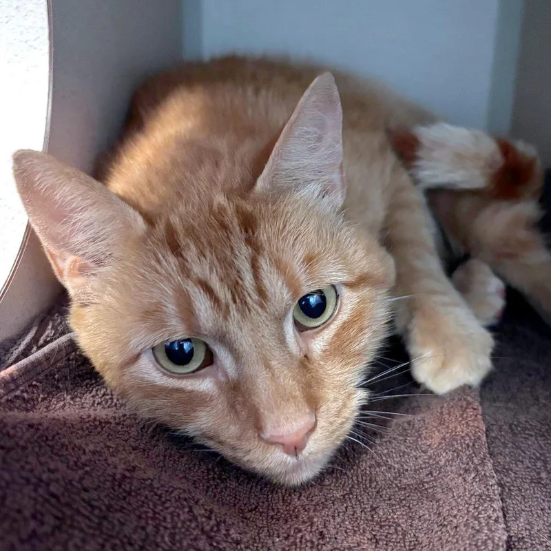 An adult large-sized male Orange / Red Domestic Short Hair cat named Tigris for adoption in Providence, RI