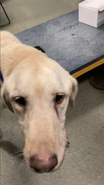 An adult large-sized male Mixed Breed dog named Pika for adoption in Dallas, TX