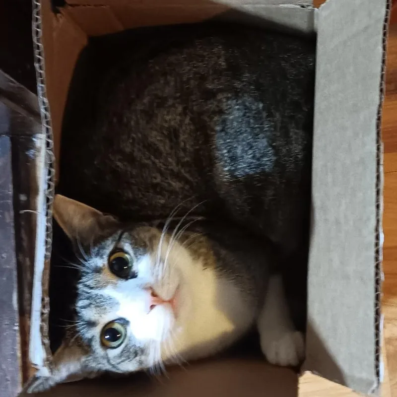 An adult medium-sized female Domestic Short Hair cat named Lady for adoption in Maryville, TN