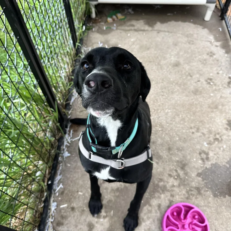 An adult large-sized male Black Labrador Retriever dog named Lenny for adoption in Dodgeville, WI
