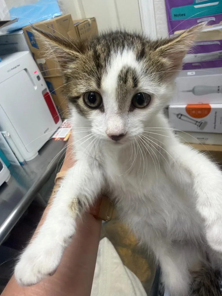 A baby medium-sized female Domestic Short Hair cat named Minestrone for adoption in Pomona, NY