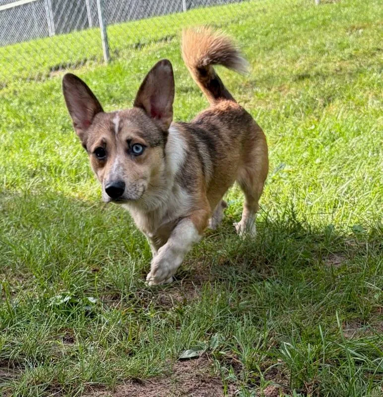 An adult medium-sized male Tricolor (Brown, Black, & White) Corgi dog named King Julius for adoption in Prudenville, MI