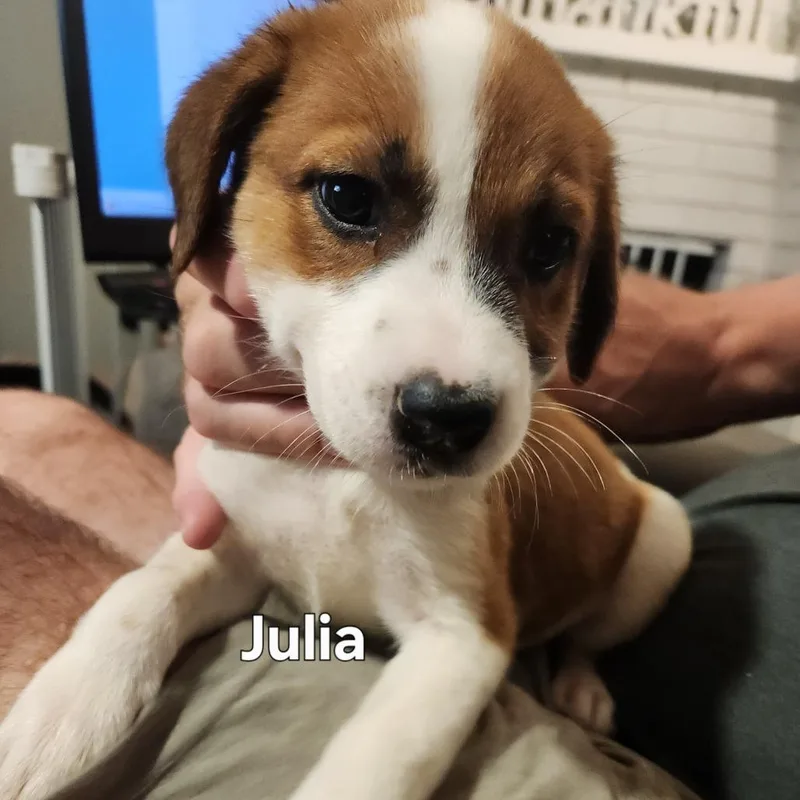 Julia thumbnail 4