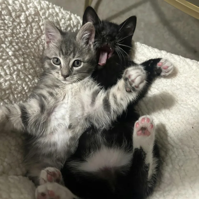 Quick Draw Mcgraw thumbnail 2