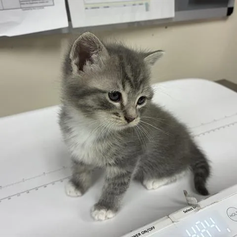 Quick Draw Mcgraw thumbnail 3