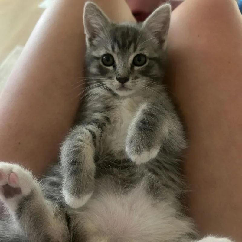 Quick Draw Mcgraw thumbnail 4