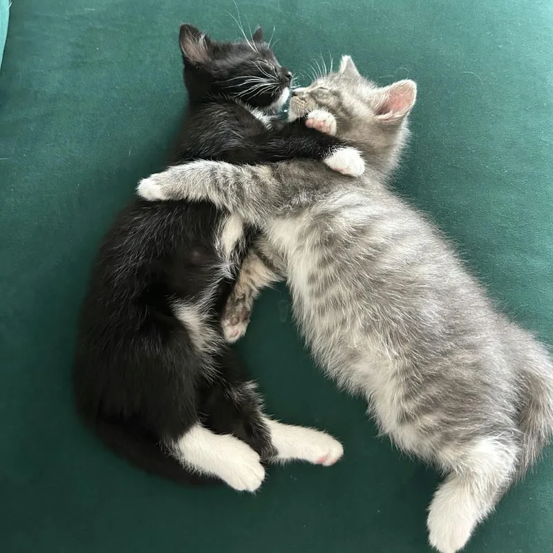 Quick Draw Mcgraw thumbnail 5