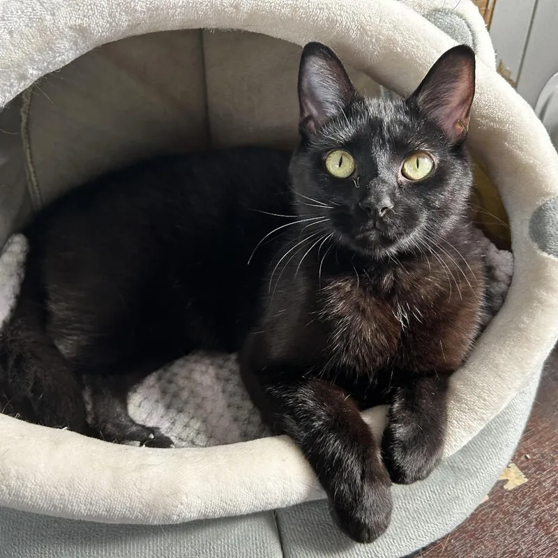 A young large-sized male Black Domestic Short Hair cat named Bagheera for adoption in Hanna City, IL