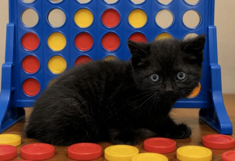A baby small-sized female Domestic Short Hair cat named Yukon for adoption in Washington Court House, OH