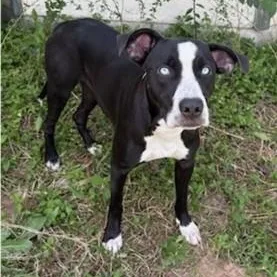 A young medium-sized male American Staffordshire Terrier dog named Ghost for adoption in Houston, TX
