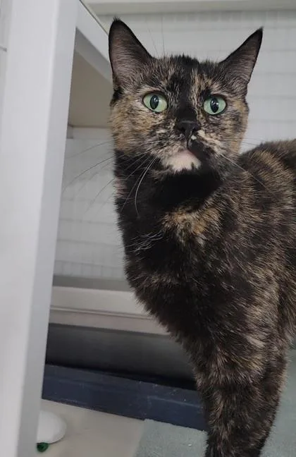 A senior medium-sized female Domestic Short Hair cat named Brownie for adoption in Elmira, NY