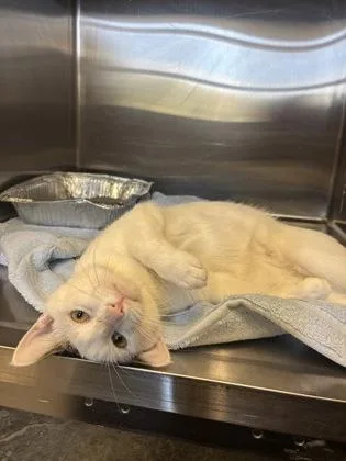 An adult small-sized male Domestic Short Hair cat named Quiggly for adoption in Independence, MO