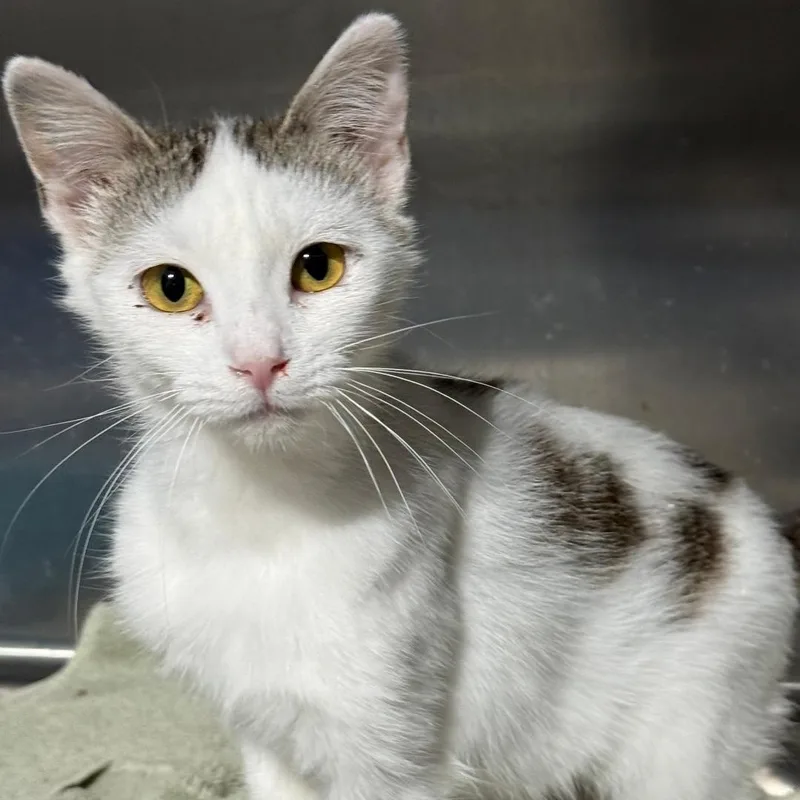 A young medium-sized female Tabby (Gray / Blue / Silver) Domestic Short Hair cat named Allie for adoption in Gresham, WI