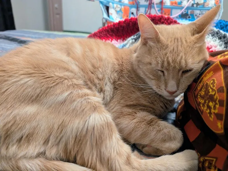 An adult small-sized male Domestic Short Hair cat named Ninjago for adoption in Evans, GA
