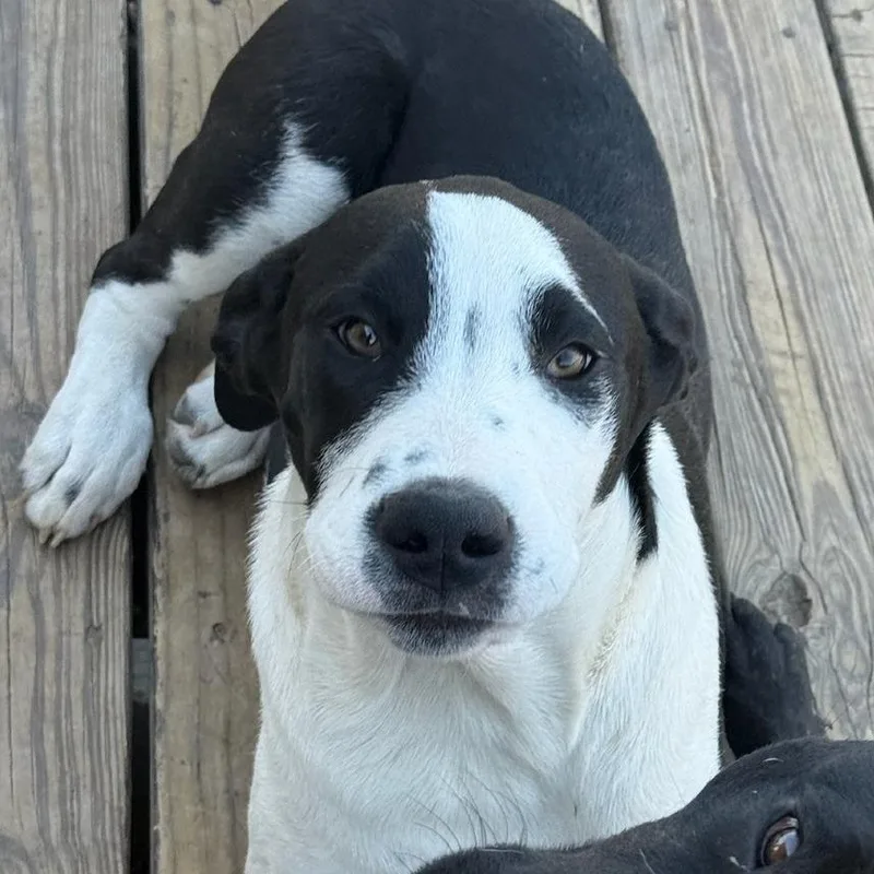 Big Bend thumbnail 3