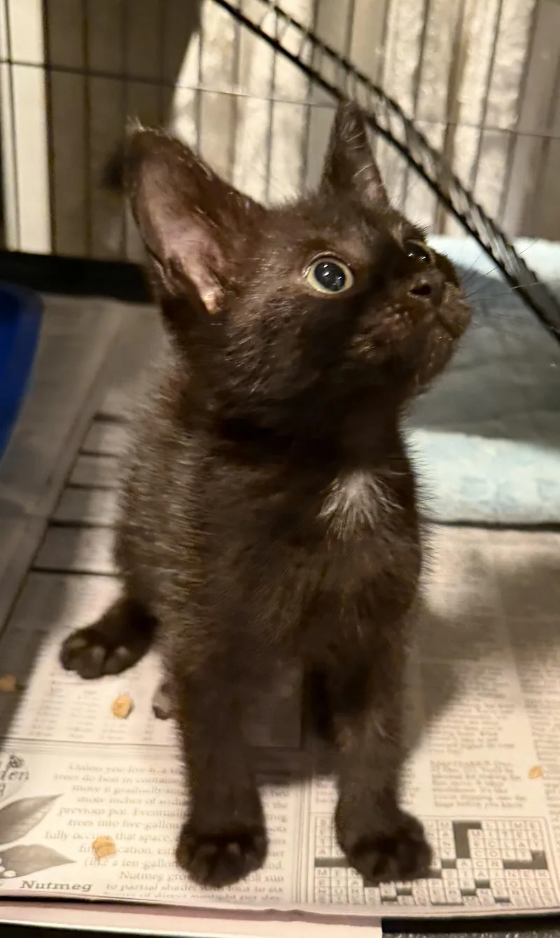 A baby small-sized female Black Domestic Short Hair cat named Inky Binky for adoption in Homestead, FL