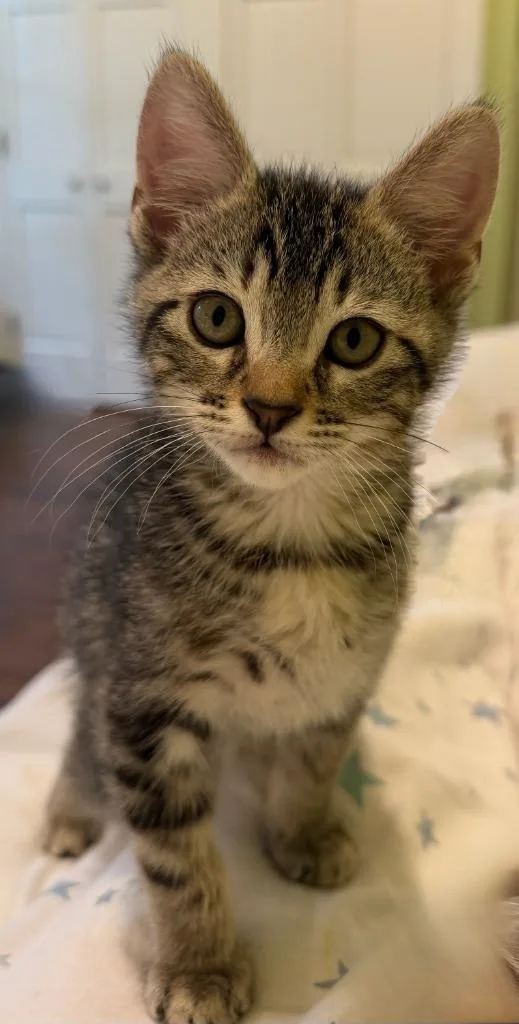 A baby small-sized male Domestic Short Hair cat named Billy Jean for adoption in Little Rock, AR